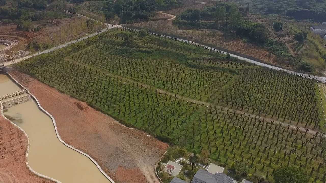 铁皮石斛|石斛花当选雁荡山山花 小花朵开出大产业