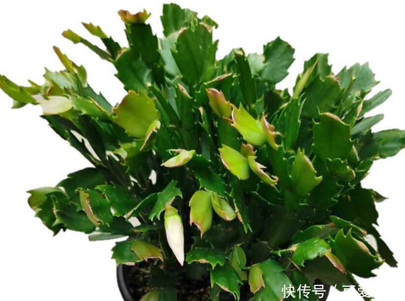 室内找个盆养这三种花,冬天难养好,室内条件不好就别养