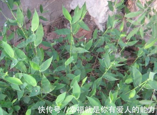 荩草|农村似竹子的野草,以前认为是无用杂草,殊不知是珍贵的帝王草