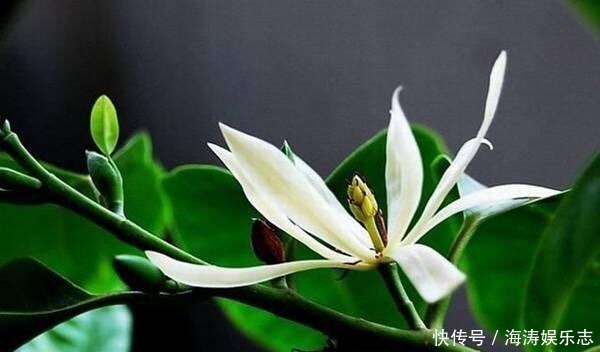 修剪|这花比茉莉还好闻,家里养一盆,花一开就是大半年!