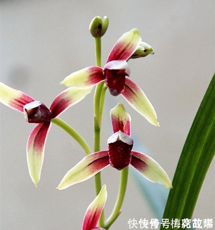 花香|国魂兰花被誉为“四大天后”之一,开花比鸡血还红,花香迷人