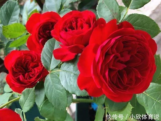 这种花品种多，花型好，养了你就爱上了！