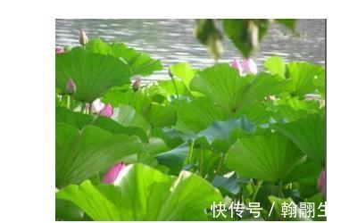 踮脚跟|养心先养肾！1个动作，补肾通阳效果好，八段锦里就有它