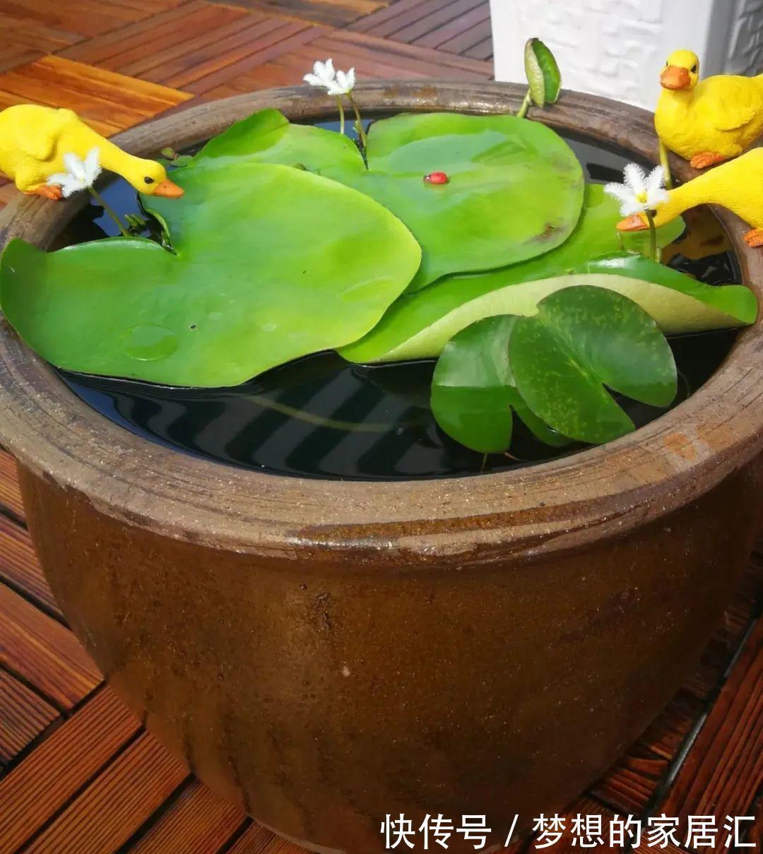 10种花太能喝水,一天一瓢水,7天爆满缸