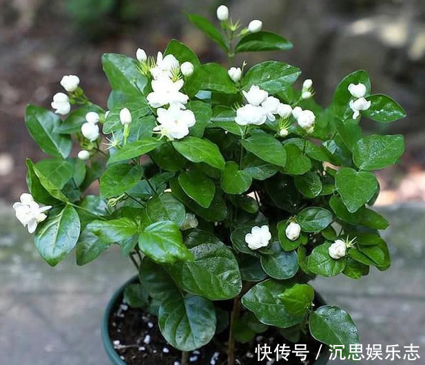 茉莉花|养栀子花、茉莉花这点最关键，不黄叶掉叶，开花多又香，爆满盆！
