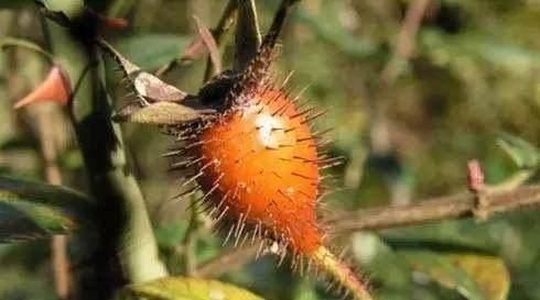 成熟|农村才有的奇特美味野果,吃过十种以上算你牛,城里人见得少