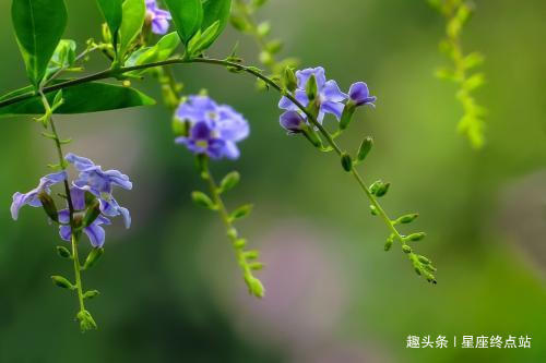 牛女|嘴硬心软！脾气不好，但内心非常善良，心地很软的四大生肖女