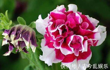 植物|农历7月31日开始，居家养这几款植物，美艳又动人，枝头窜满花苞