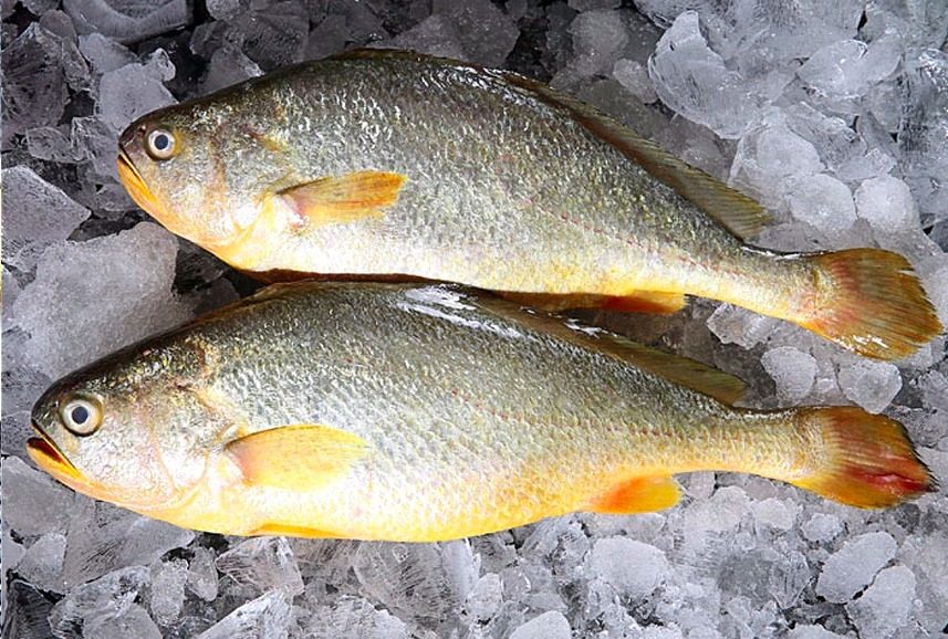 dh秋天,有钱没钱,5种海鱼记得给孩子吃,富含DHA,孩子头脑更聪明!