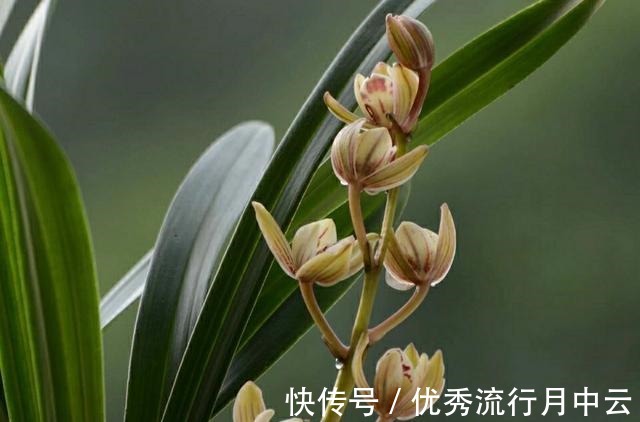 花瓣|建兰老品种“金荷”，花型优美，物美价廉，花开后满屋飘香！