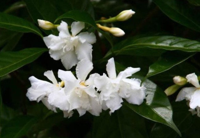 这三种花名字很土气,开花却能美翻天,可以和孔雀开屏媲美