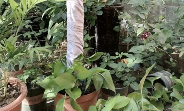 家里养绿萝,需要多浇水、多整理根系,再注意“1点”,长得快