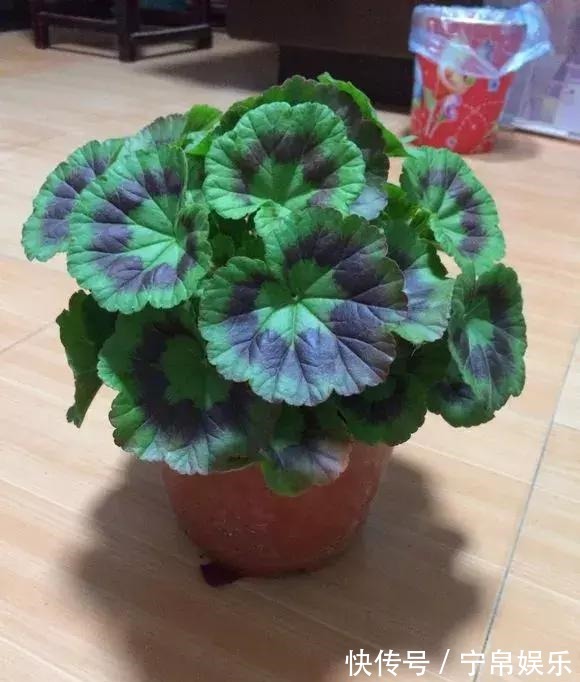 德利|1种花“人人爱”,耐旱好养,新手也能花开成球,一开300天!