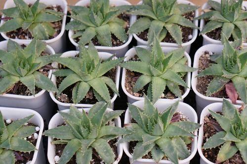 芦荟中的“女王”，价格不菲很少见，做好2点叶片肥厚“转圈圈”