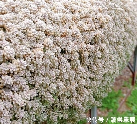 10款能吊起来养的多肉，一个比一个美，还不占地方