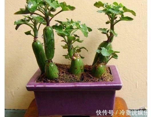高价|婆婆山上挖野草，拿回家养成盆栽，一年过后邻居出高价也舍不得卖