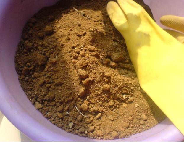 腐叶土|养花用什么土好这样“用土”,土不板结,茁壮生长,开花很旺