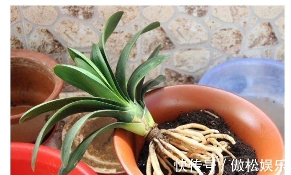 君子兰花谢后一定要按以下方法操作,不然再也不开花