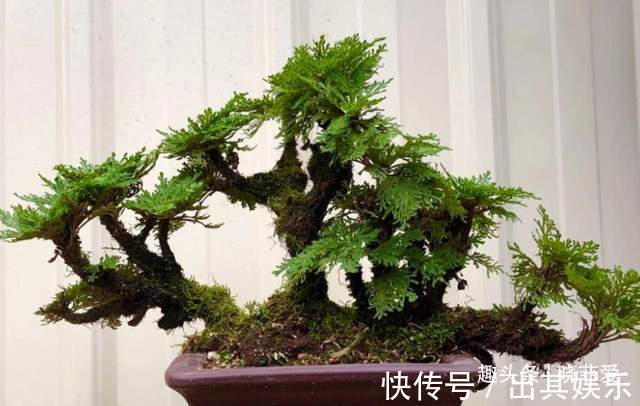 8种“喜水花”，不怕浇死了，越浇水长得越旺，手不勤养不活