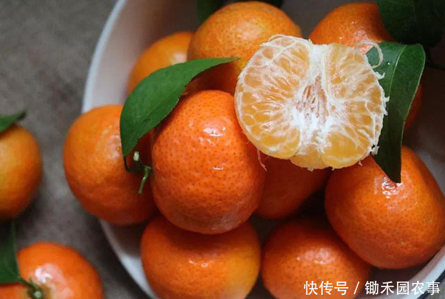 “砂糖橘”有真假,这样的“砂糖橘”,别买,不好吃!4招挑橘子