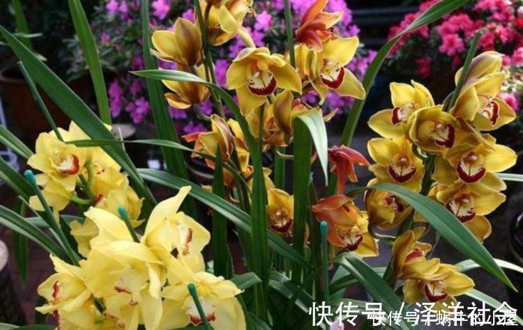 家里必养“4种花”,开花又大又艳,比牡丹美,比绿萝好养!