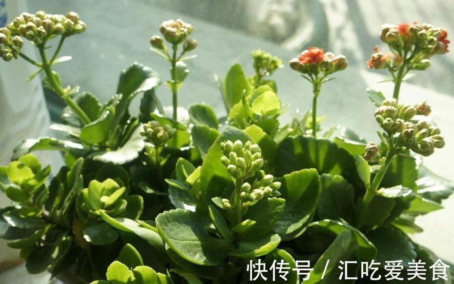 养长寿花,必备4个小技巧,叶片翠绿,花朵又多又大