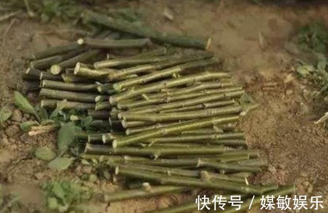 山东大叔养花,什么“肥料”也不施,就浇“1种液体”,长得好!