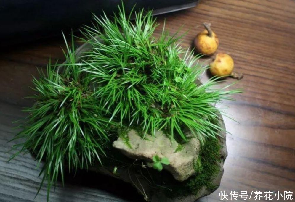 遇到4种小植物，回家养起来，打造成漂亮小盆景