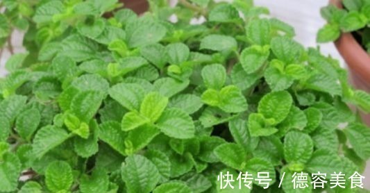 龙骨|最适合新手养的4种花，镇宅又旺财，家里更清新，养在客厅上档次