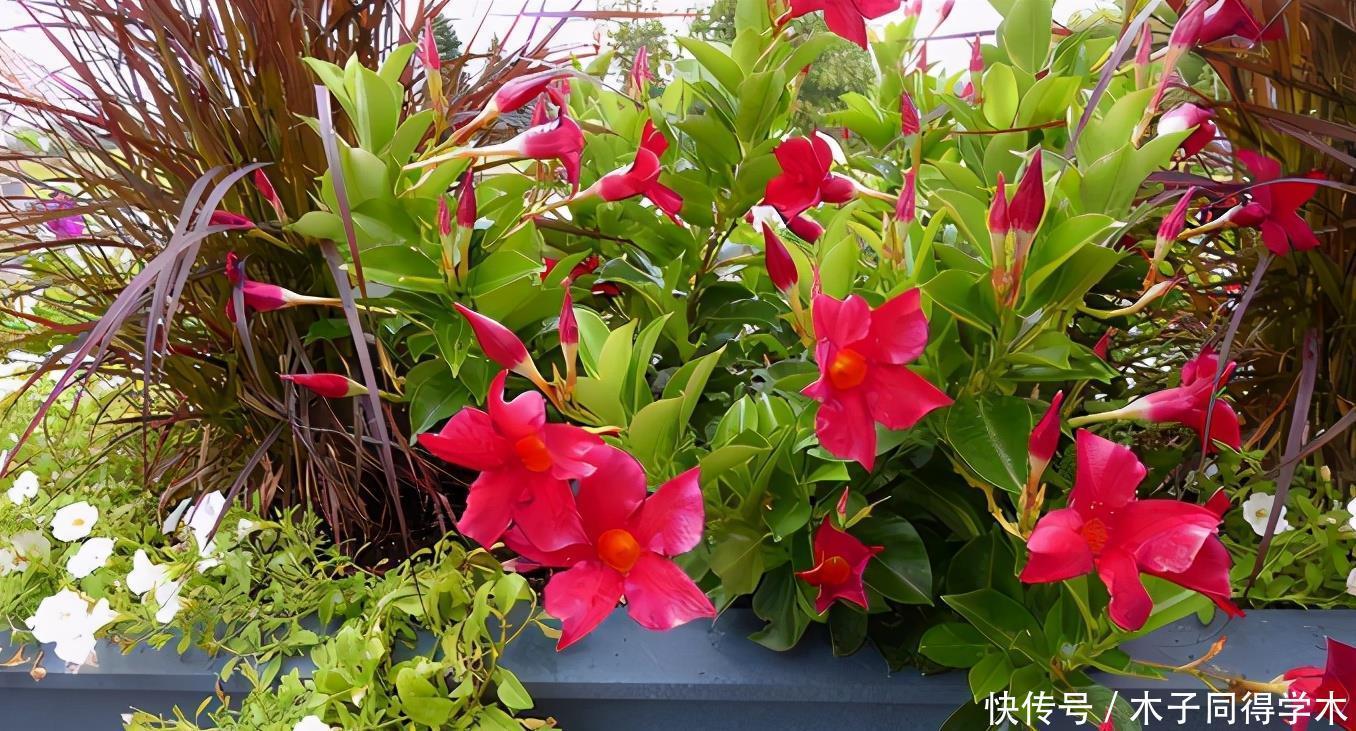 花卉|夏天养花,该忌惮的地方真多,日常打理就有3处