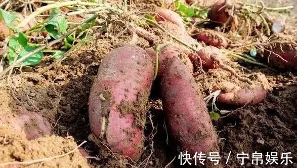黄豆|长寿第一汤、第一肉、第一粮,第一果,你都知道吗