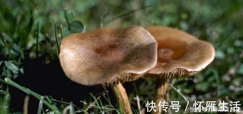 蘑菇|深山之中真正的绿色食品,产量很低,见到要珍惜,煲汤味道更香