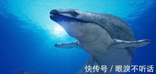 亿角鲸海洋研究中心创始人申剑：在公益与商业共生中探索可持续发展路径