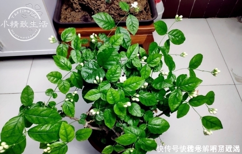  茉莉花买回家，花苞掉光不开花或许你第一步就做错了