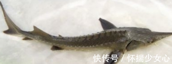 大鱼|长江鲟再一次出现，人们却不认识了，是谁造就了这样的悲哀？
