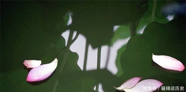 水中|秋日读诗:荷花落片自成船,看他走遍水中天