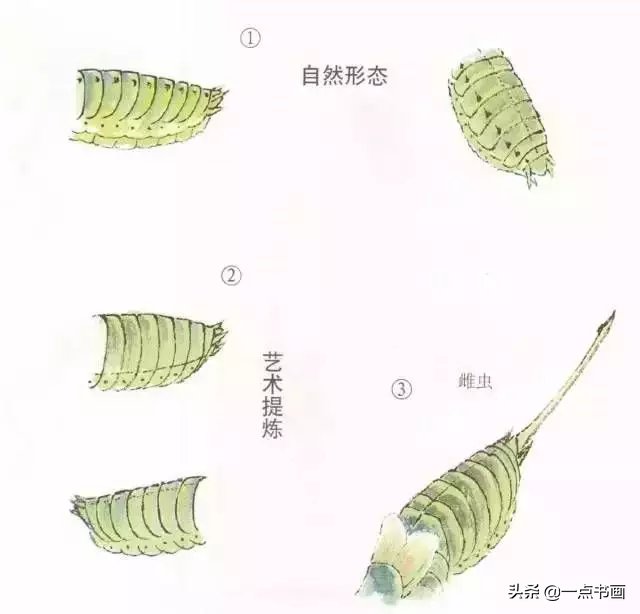 蝈蝈@国画教程——蝈蝈的画法