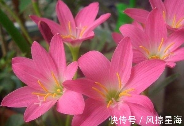 家里养此款花卉，便宜又好养，花美色艳，花儿轻松开爆盆