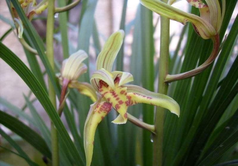 惠兰开花美,冬季养护很重要,该如何养护