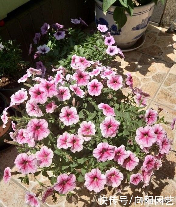 茉莉花|夏天的花，有些可以暴晒，有些不能晒，要学会合理利用光照