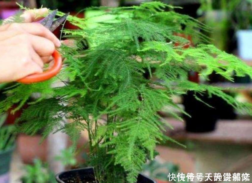 文竹盆景，怎样防止枝叶徒长保持株型低矮，姿态优美