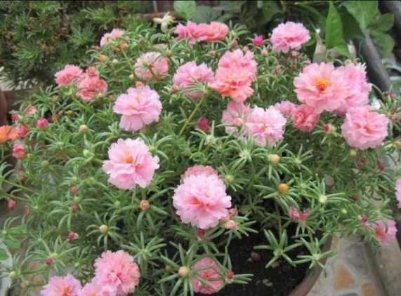 最好养的花,丢土里就能成活,四季开花爆盆,你不心动吗