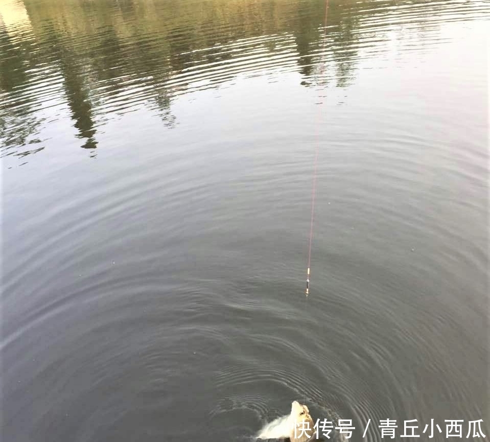 垂钓|调平水钓两目总是调不好?现在才明白,原来有两种调漂方式