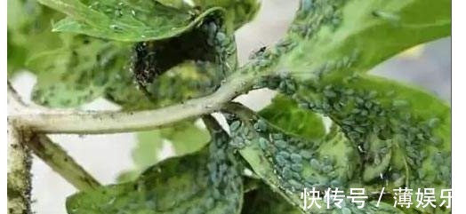 栀子花|养花一瓶醋,壮根促生长、花多色艳,还能杀虫子、治黄叶!