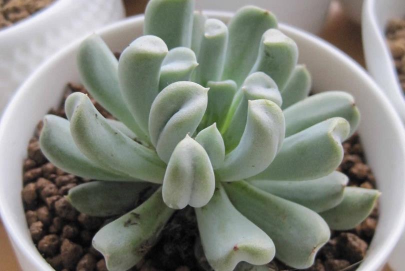 新人|推荐新人养多肉特玉莲,爆盆易,扦插育苗便利,长得有特色