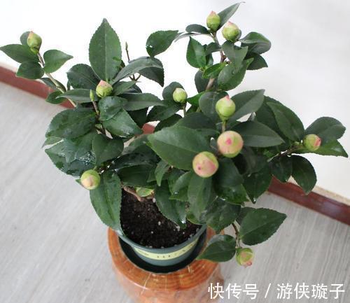 养护管理|茶花养护管理,这三点要做好,才能花大色艳