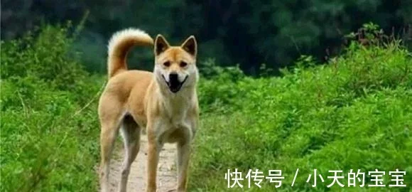 中华田园犬有10大优点，哪一点比宠物”