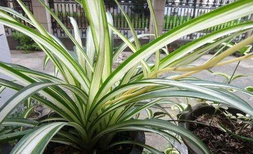 养吊兰,每个月放3粒“它”,一点黄叶也没了,谁见了都说:美