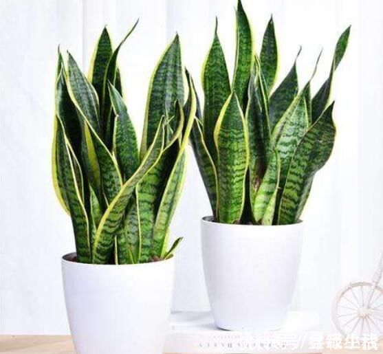 花友|养耐旱花,选4种准没错,浇水勤快反而不好