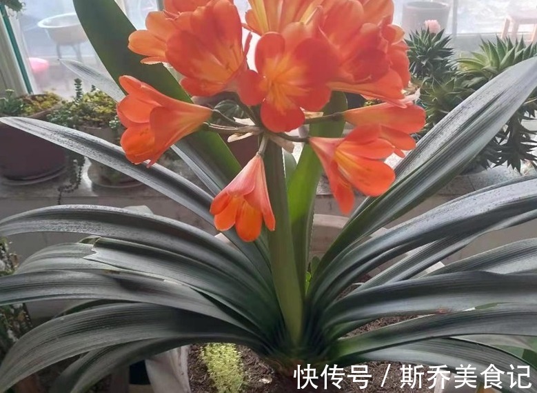 花盆|老师傅养兰花和君子兰从不乱施肥,就用三种,这才叫经验